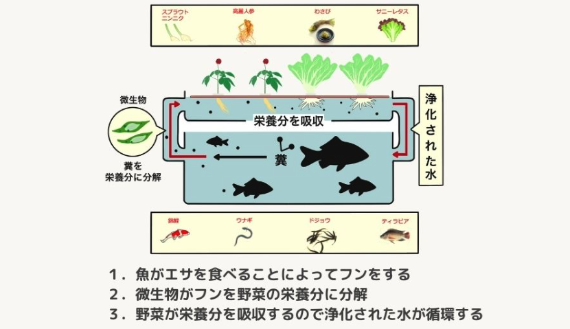 魚類、作物、排出物の自然循環のイメージ図